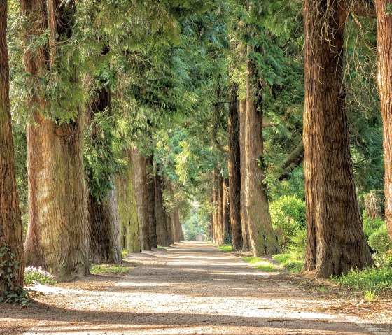 Wald, &copy; Pixabay