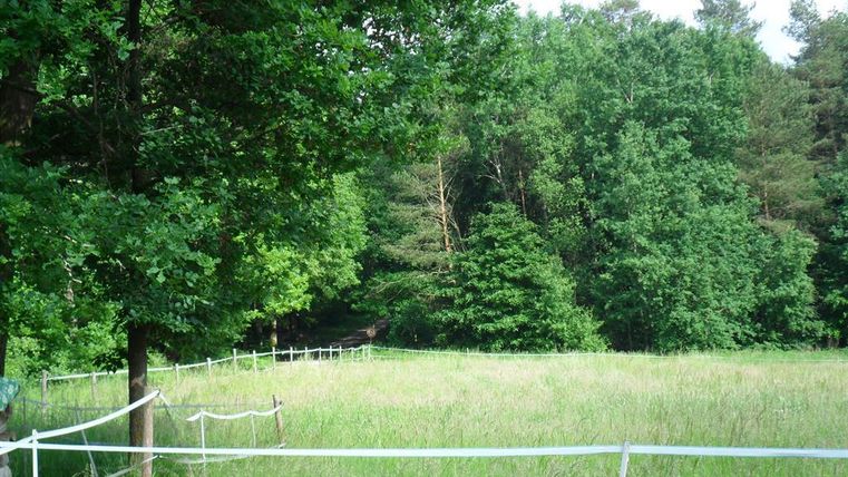 Eine grüne Wiese umgeben von Bäumen. Im Hintergrund sind dichte Wälder zu sehen.