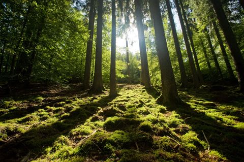 Sonnenlicht fällt durch hohe Bäume in einem grünen Wald mit Moos bedecktem Boden.