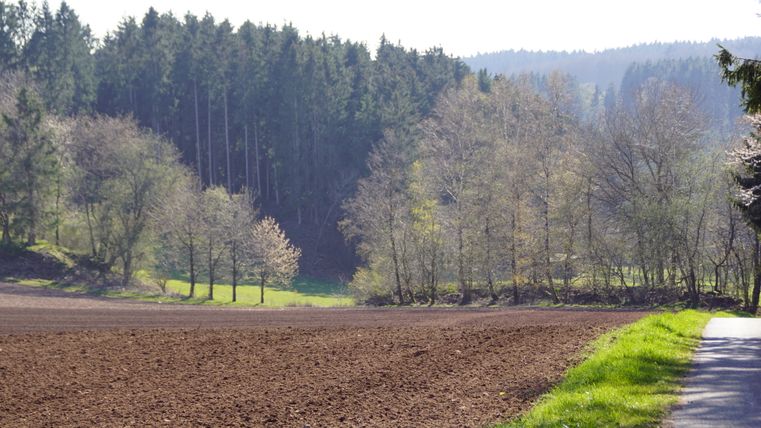 Een zandpad naast een omgeploegd veld, omringd door bomen en bos op de achtergrond.