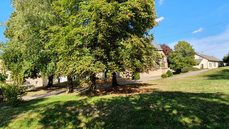 Grüne Wiese mit Bäumen und Gebäuden im Hintergrund bei sonnigem Wetter.