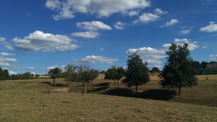 Streuobstwiese mit Bäumen unter blauem Himmel mit Wolken.