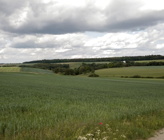 Weite grüne Felder erstrecken sich unter einem bewölkten Himmel in der Landschaft um Idenheim. Ein einzelner roter Mohnblume ist im Vordergrund sichtbar., © Ingrid Penning