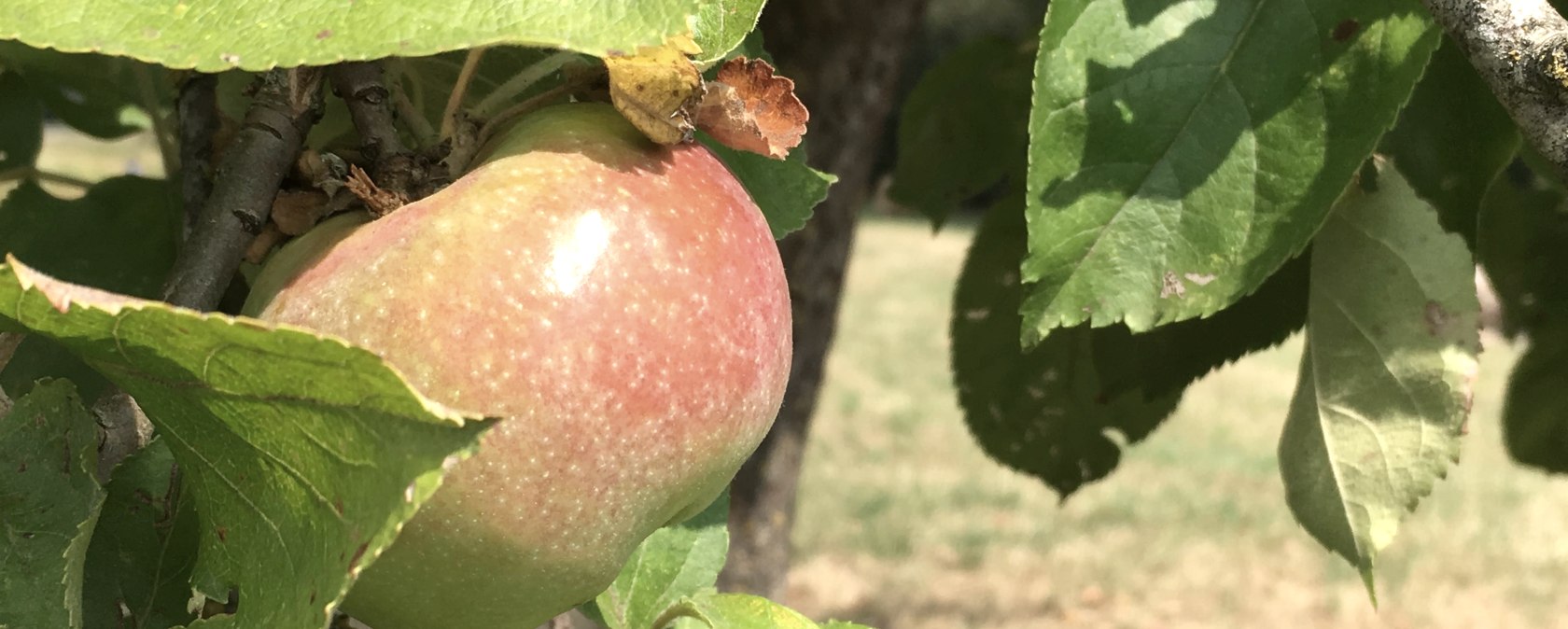 Äpfel zur Herbstzeit, © Tourist-Information Bitburger Land