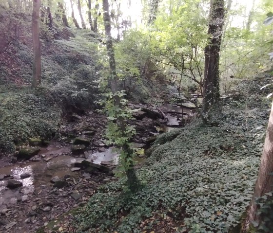 Un petit ruisseau serpente à travers une vallée densément boisée, entourée d'une verdure luxuriante et de grands arbres., © TI Bitburger Land