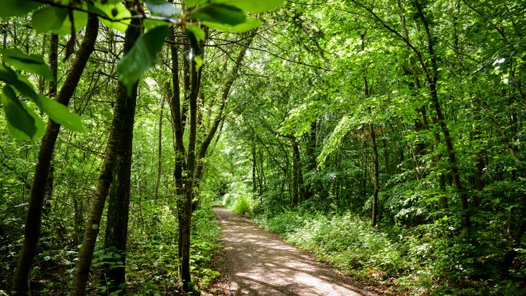 Ein Waldweg führt durch einen dichten, grünen Wald mit Sonnenlicht, das durch die Blätter scheint.