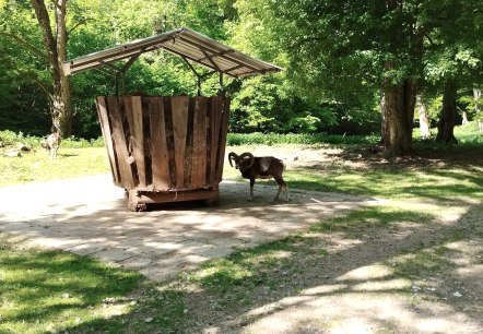 Mufflon an der Futterstation, © TI Bitburger Land