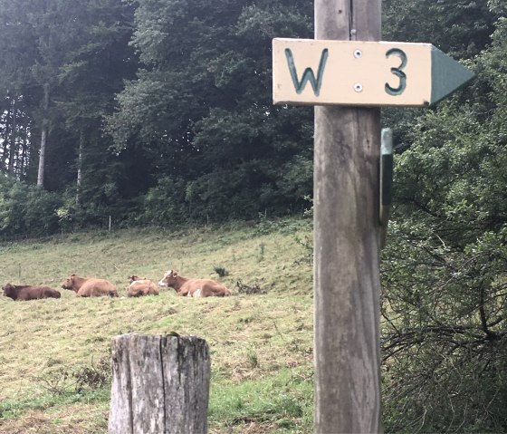 Un panneau indicateur portant l'inscription 'W3' indique la droite. En arrière-plan, des vaches sont couchées dans un pré devant une forêt., © Tourist-Info Bitburger Land M.Mayer