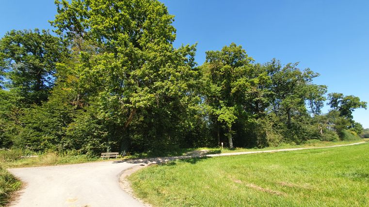 Ein Weg mit einer Bank an einer Weggabelung, umgeben von Bäumen und Wiese unter blauem Himmel.