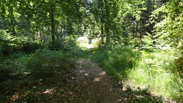 Ein schmaler Wanderweg führt durch einen dichten, grünen Wald mit Sonnenlicht, das durch die Blätter scheint.