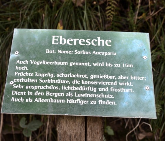 Grüne Informationstafel über die Eberesche (Sorbus Aucuparia) im Wald, beschreibt Eigenschaften und Nutzen des Baumes., © TI Bitburger Land