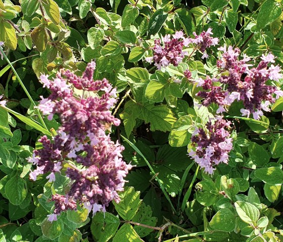 Fleurs mauves et feuilles vertes en gros plan sur la route des genévriers près de Halsdorf. Les plantes ont poussé de manière dense et brillent dans la lumière du soleil., © TI BItburger Land - Steffi Wagner