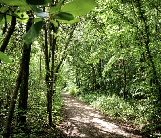 Ein schmaler Waldweg schlängelt sich durch einen dichten, grünen Wald. Sonnenlicht fällt durch die Blätter und erzeugt ein lebendiges Spiel aus Licht und Schatten., © TI Bitburger Land