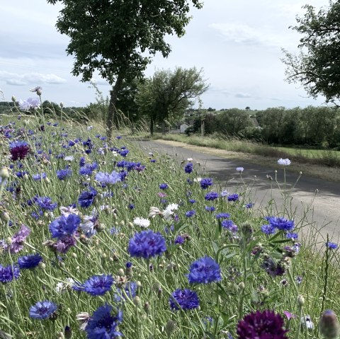 Blumenwiese mit blauen und lila Kornblumen am Straßenrand, im Hintergrund Bäume und Felder unter bewölktem Himmel.