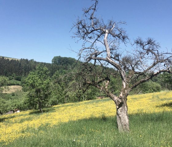 Kale boom in een bloeiende weide, omringd door groene bomen en blauwe lucht., © TI Bitburger Land