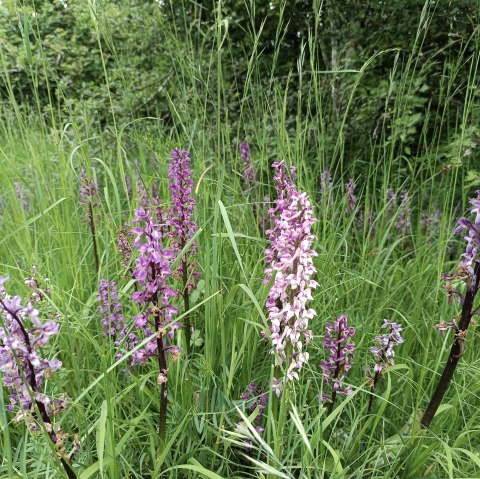 Orchidee, &copy; TI Bitburger Land