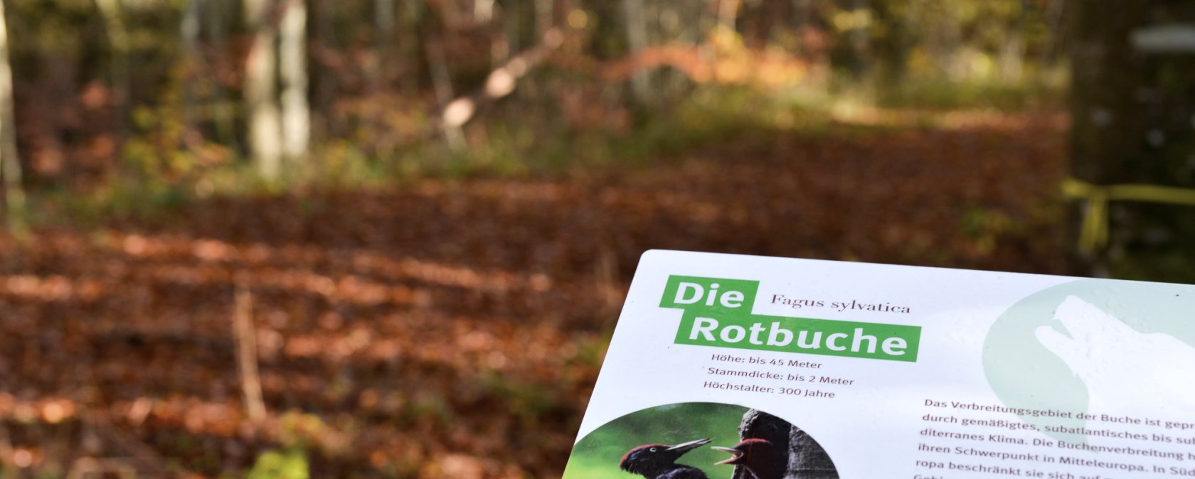 Ein Schild im Wald informiert über die Rotbuche (Fagus sylvatica) mit Details zur Höhe, Stammdicke und Lebensdauer. Herbstliche Blätter im Hintergrund., © TI Bitburger Land