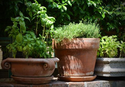 Two pots with fresh herbs are in the garden. The left pot contains basil, while the right pot has thyme.