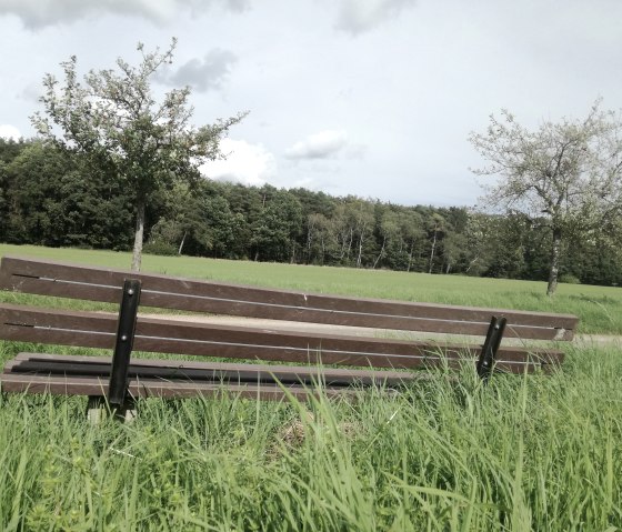 Un banc en bois est posé sur une prairie verte, entouré de hautes herbes. En arrière-plan, on aperçoit des arbres et un ciel nuageux., © TI Bitburger Land