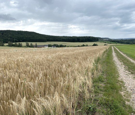 A country lane leads along a ripe grain field. Wooded hills and a cloudy sky can be seen in the background., © Daniel Köhler