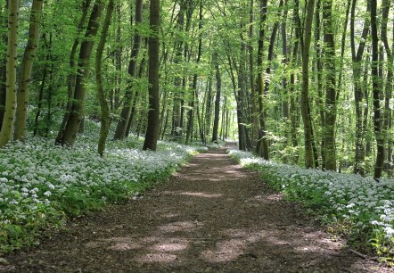 Waldweg, © Pixabay