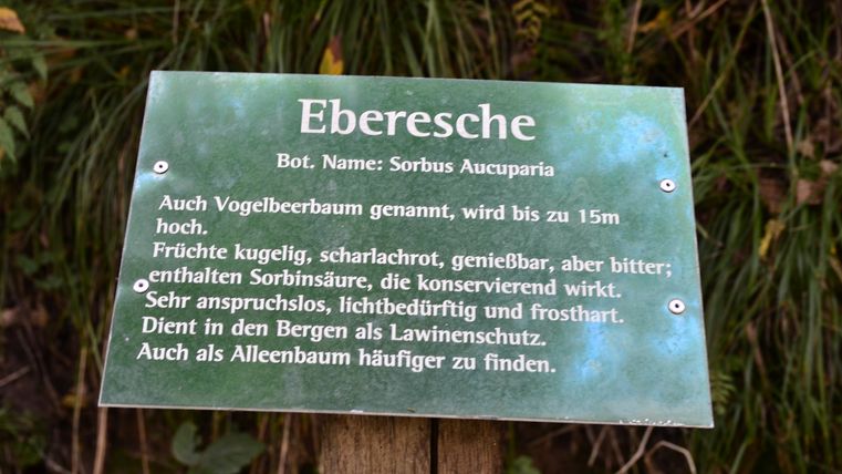 Informationstafel über die Eberesche mit botanischem Namen Sorbus Aucuparia.
