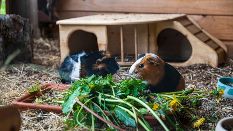 Zwei Meerschweinchen fressen frisches Gemüse in ihrem Gehege. Im Hintergrund ist ein kleines Holzhaus und etwas Stroh zu sehen.