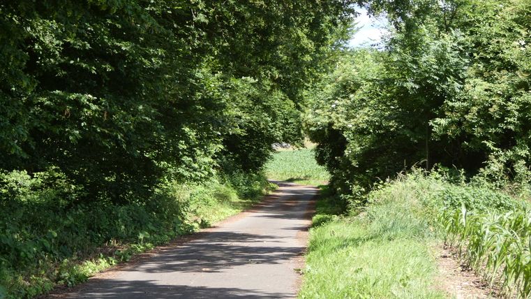 Ein schmaler Radweg führt durch dichtes, grünes Laub im Kallenbachtal.