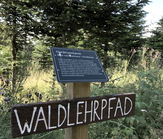 Informationstafel über die Nordmanntanne auf einem Waldlehrpfad, umgeben von Tannen und Wildpflanzen., © TI Bitburger Land