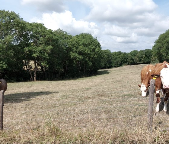 Two cows are standing in a pasture, surrounded by trees and a blue sky with clouds., © Otmar Schröder