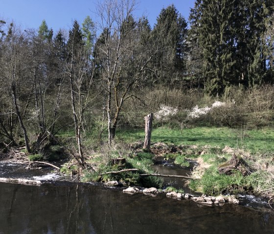 Ein Fluss fließt durch eine grüne Landschaft mit Bäumen und Sträuchern. Im Hintergrund sind blühende Büsche und ein Wald zu sehen., © TI Bitburger Land