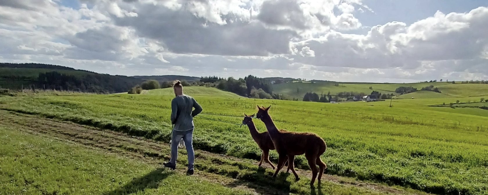 Alpaka-Spaziergang, © Dirk Laures