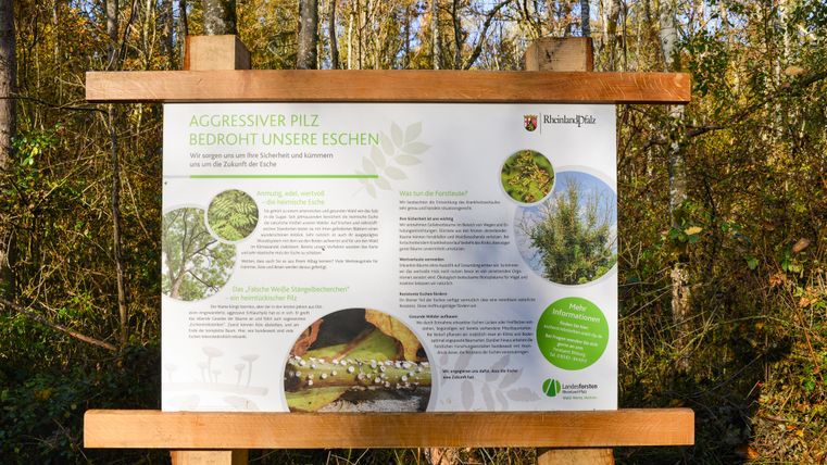Erklärungstafel im Wald über einen aggressiven Pilz, der Eschen bedroht, mit Text und Bildern.