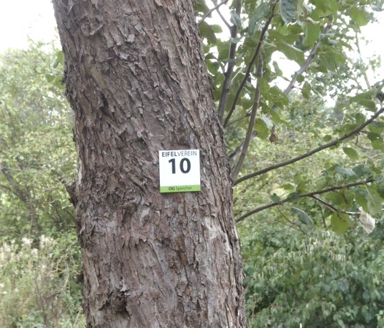 Un arbre avec un panneau de l'association Eifel, numéro 10, dans la verdure., © Eifelverein Ortsgruppe Speicher