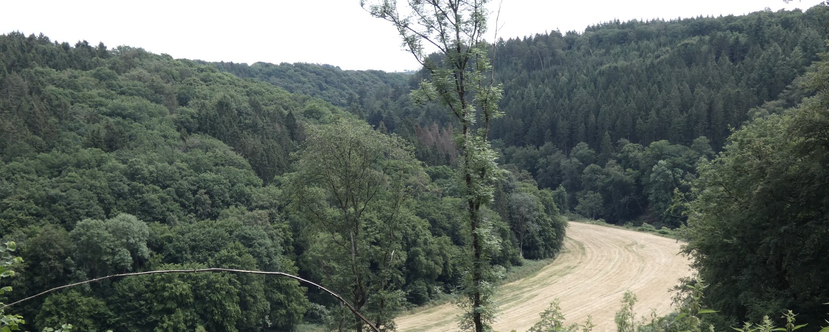 Dichte grüne Wälder umgeben einen schmalen, gemähten Feldweg in einer hügeligen Landschaft., © TI Bitburger Land
