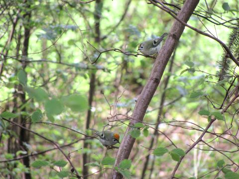 Zwei kleine Vögel auf einem Ast im Wald.
