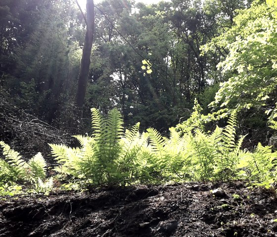 Rays of sunlight fall through a dense forest, illuminating green ferns in the foreground. The scene appears peaceful and natural., © TI Bitburger Land