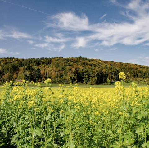 Gelbes Blumenfeld vor einem bewaldeten Hügel, blauer Himmel mit weißen Wolken. Malerische Landschaft am Wolsfelder Berg., © TI Bitburger Land