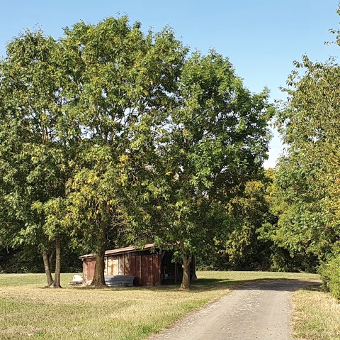 Kleine Scheune unter Bäumen auf einer Wiese, daneben ein Weg. Blauer Himmel und grüne Vegetation., © TI Bitburger Land - Steffi Wagner