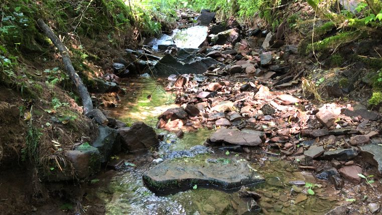 Ein kleiner Bach fließt durch einen bewaldeten Bereich mit Steinen und Moos.