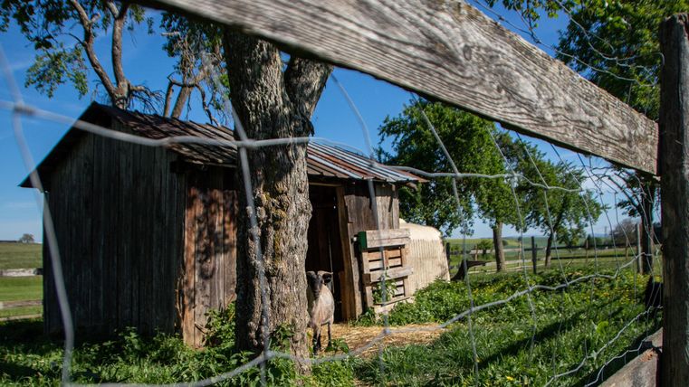 Ein kleiner, rustikaler Schuppen steht in einer grünen Wiese. Im Hintergrund sind Bäume und ein Zaun zu sehen.