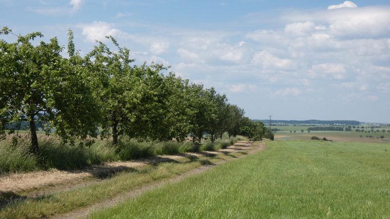 Eine Allee von Obstbäumen entlang eines Feldwegs in einer ländlichen Landschaft unter blauem Himmel.