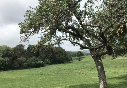 Pré verger à Wilsecker - Sentier de randonnée W 2, © TI Bitburger Land