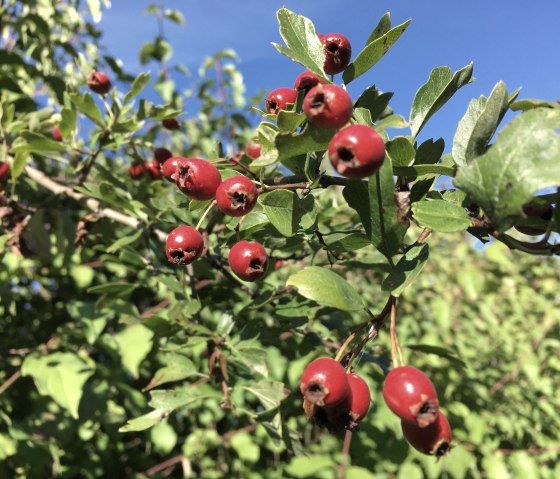 Red berries on a bush with green leaves, blue sky in the background. Impressions on the juniper route near Halsdorf., &copy; TI BItburger Land - Steffi Wagner