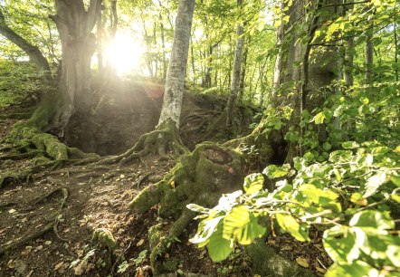 Wald, &copy; Eifel Tourismus GmbH, Dominik Ketz