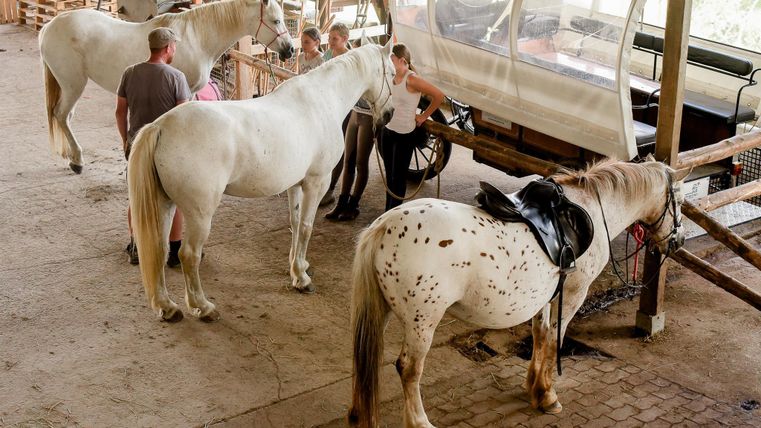 Eine Gruppe von Pferden steht in einem Stall. Mehrere Personen kümmern sich um die Tiere und vorbereiten sie.