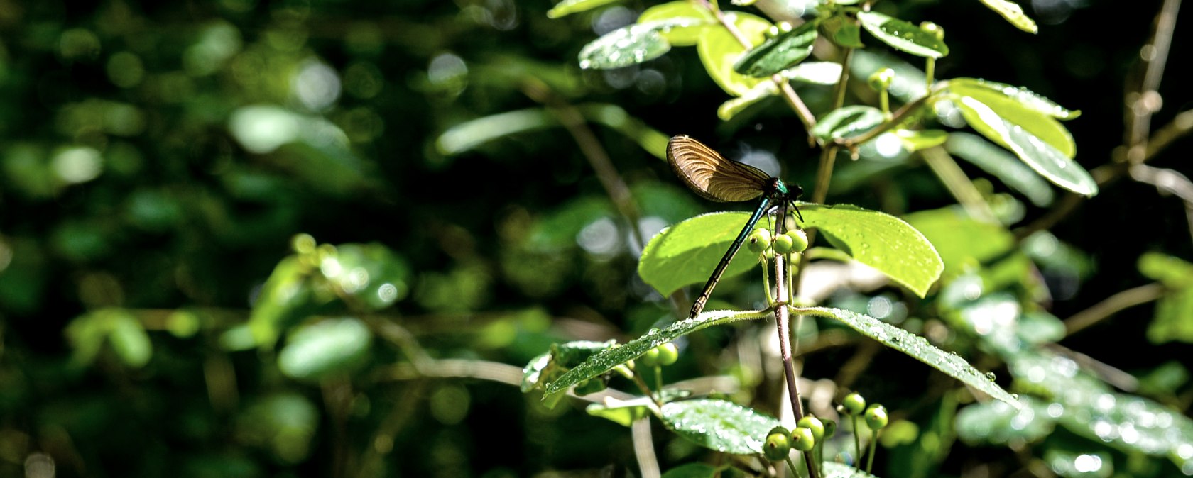 Eine Libelle sitzt auf einem grünen Blatt, umgeben von üppigem, sonnenbeschienenem Laub im Wald., © TI Bitburger Land