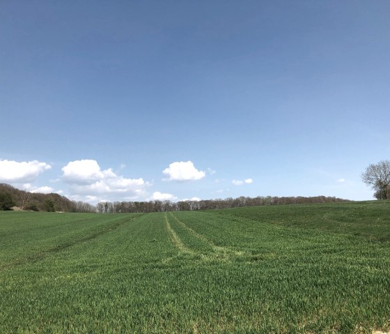 Vaste prairie verte sous un ciel bleu clair avec quelques nuages blancs. Des arbres sont visibles en arrière-plan., © Tourist-Information Bitburger Land_Uschi Hallet