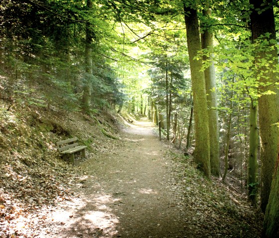 Een schaduwrijk bospad in het stadsbos van Hahn, omzoomd door hoge bomen. Links staat een houten bankje, de grond is bedekt met bladeren., © Tourist-Information Bitburger Land_Monika Mayer