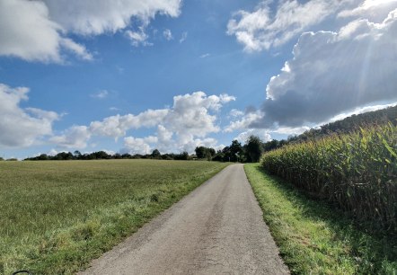 Une route étroite traverse des champs verts, à droite un champ de maïs. Le ciel est bleu avec des nuages blancs., © TI Bitburger Land